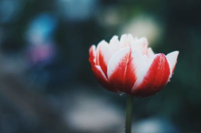 Close-up of red tulip blooming outdoors