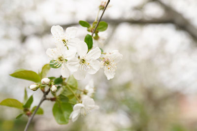 Beautiful branches of white cherry blossoms on the tree, beautiful sakura 