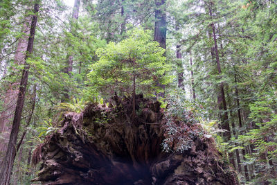Trees in forest