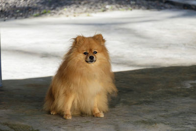 Portrait of dog looking away