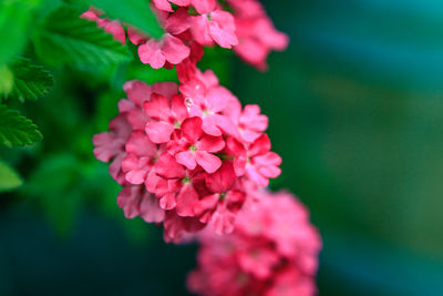 Close-up of purple flowering plant