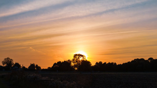 Orange sunset sky and tree silhouettes