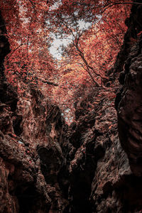Low angle view of trees growing on rock