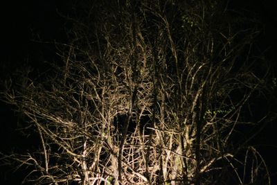 Low angle view of illuminated trees against sky at night