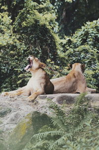 View of lions against plants