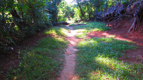 Narrow footpath amidst trees