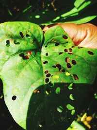 Close-up of hand holding leaf