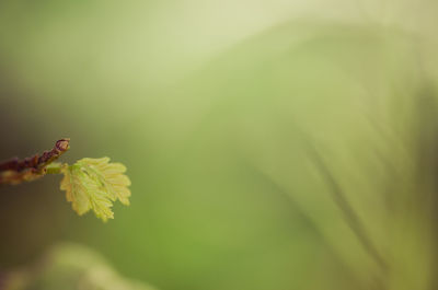 Close-up of grasshopper on plant