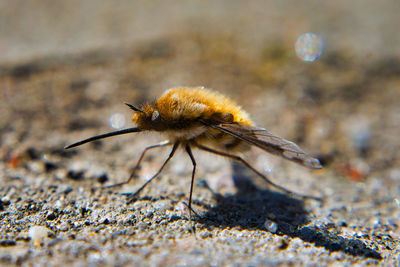 Close-up of bee