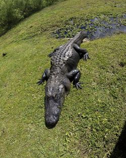 High angle view of horse on field