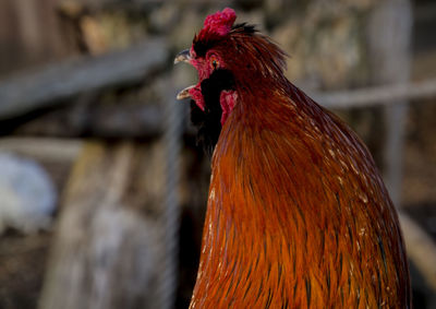 Close-up of rooster