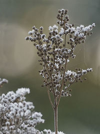 Close-up of white flowering plant