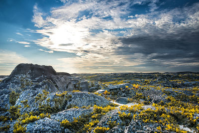 Scenic view of landscape against sky