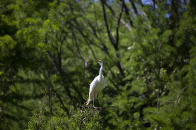 Great egret ardea alba guarding its colony from a tree perch