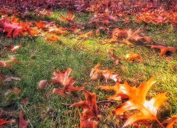 Full frame shot of leaves in water