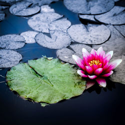 Close-up of lotus water lily in pond