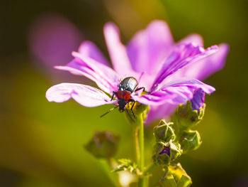 Close-up of bee on purple flower