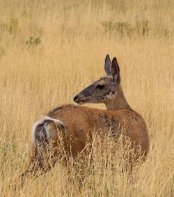 Deer in a field of golden grass