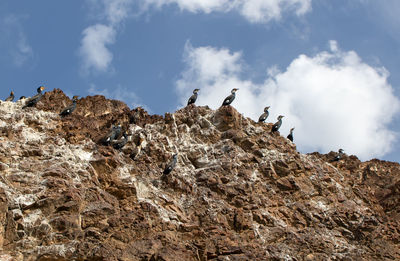 Low angle view of bird on rock against sky