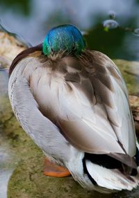 Close-up of peacock