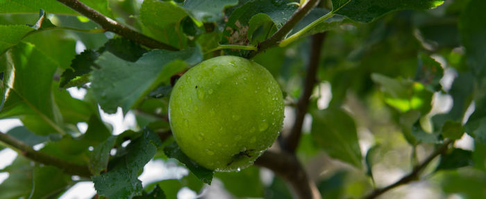 Close-up of fruit on tree