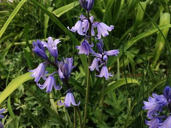 Close-up of purple flowers blooming in field