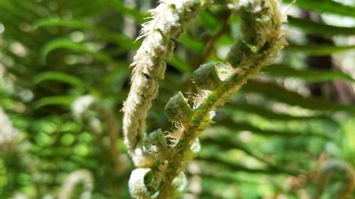 Close-up of fern