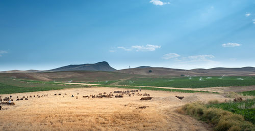 Scenic view of field against sky