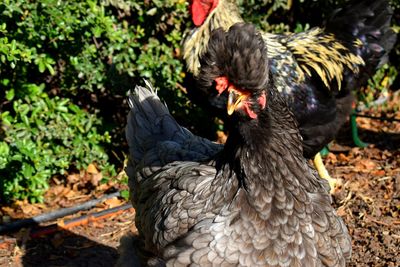 Close-up of rooster