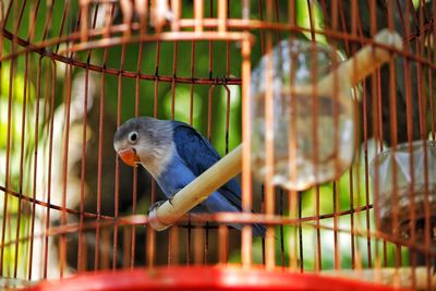 Close-up of parrot in cage