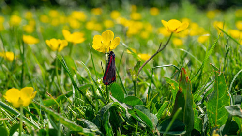 Close-up of yellow flowering plant on field