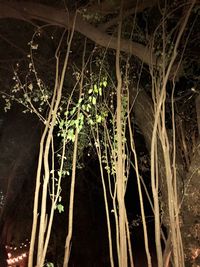 Close-up of plants at night