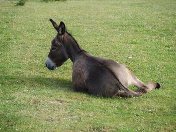 Dog relaxing on grassy field