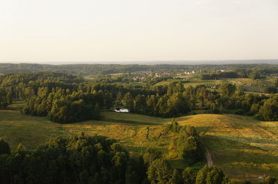 Trees on landscape