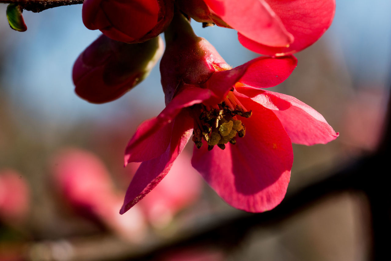 CLOSE-UP OF RED ROSE FLOWER