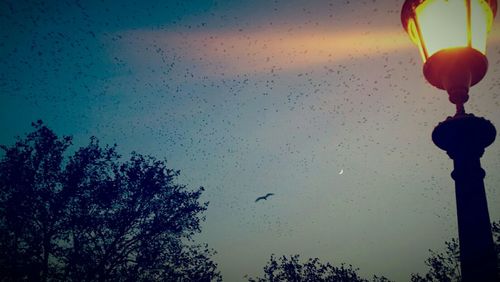 Low angle view of silhouette birds flying against sky