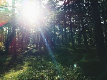 Sun shining through trees in forest
