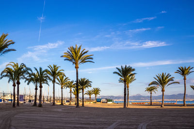 Empty road with palm trees against blue sky