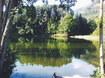 Reflection of trees in lake