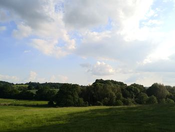 Trees on field against sky