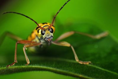 Close-up of insect on leaf