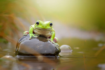 Close-up of frog in lake