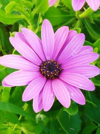 Close-up of pink flower