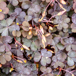 High angle view of leaves on field