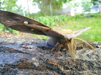 Close-up of insect on rock