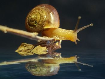 Close-up of snail