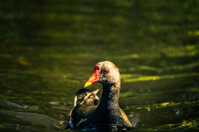 Close-up of duck swimming in lake