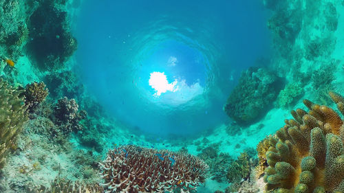 View of coral swimming in sea