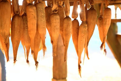 Close-up of corn hanging on wood