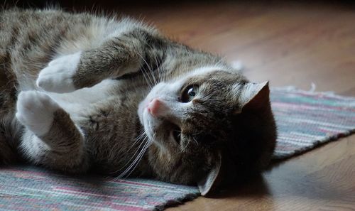 Close-up of cat resting at home